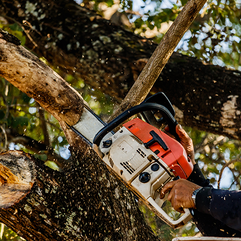Baumpflege Wien – Göksen Gartenservice